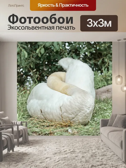 Фотообои Лебедь чистит перья
