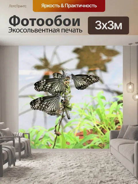Фотообои Бабочки