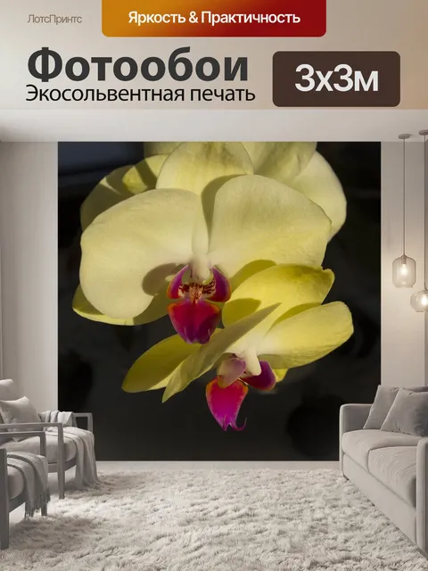 Фотообои Орхидеи