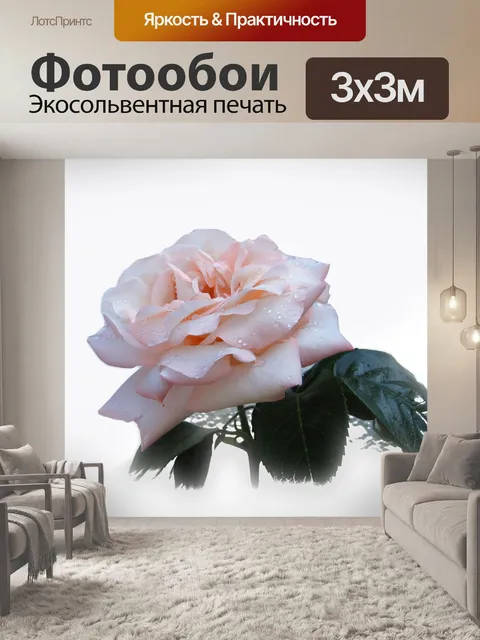 Фотообои Роза