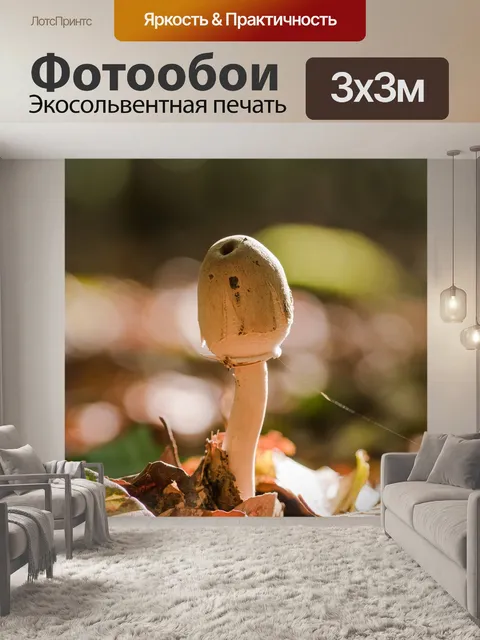 Фотообои Гриб