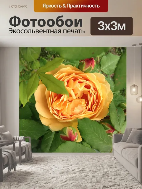 Фотообои Розы