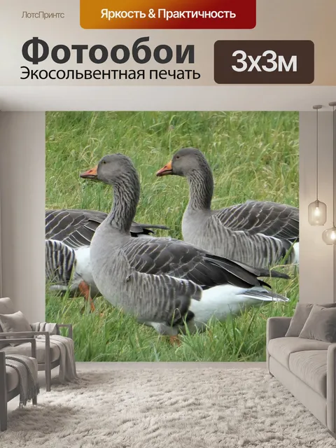 Фотообои Гуси