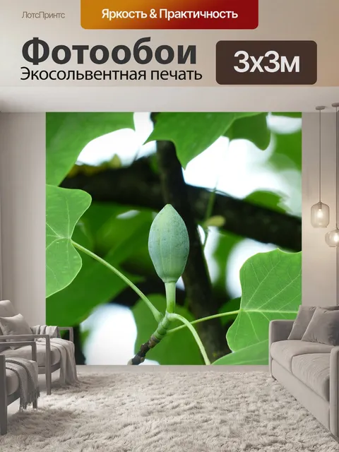 Фотообои Тюльпанное дерево