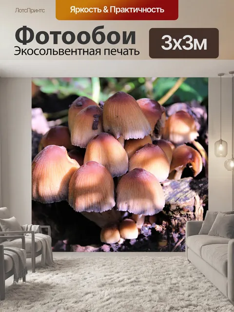 Фотообои Грибы