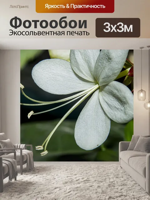 Фотообои Цветы