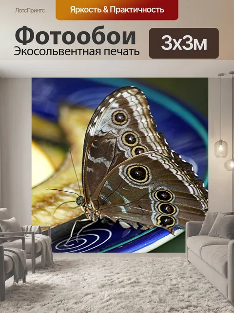 Фотообои Бабочка Кормление