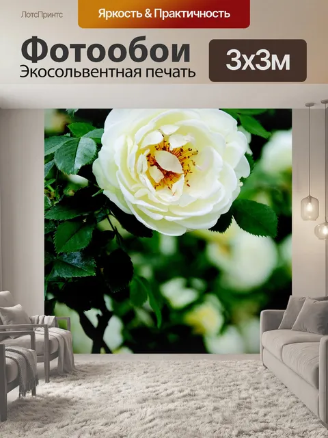 Фотообои Роза