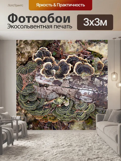 Фотообои Грибы