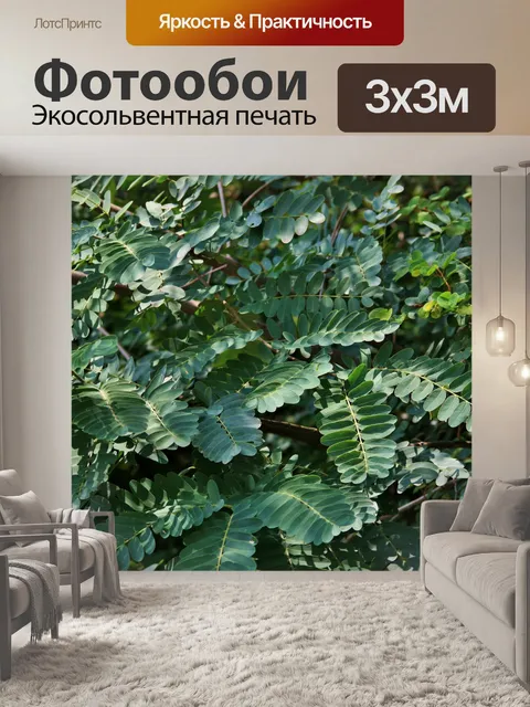 Фотообои Tipuana проникая bauhenia