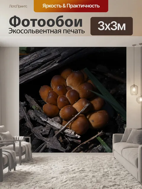 Фотообои Грибы