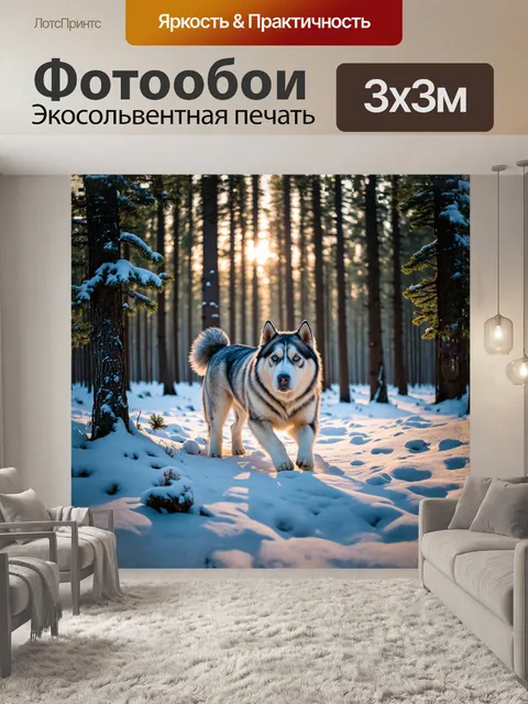 Фотообои аляскинский маламут бродит по тихому зимнему лесу