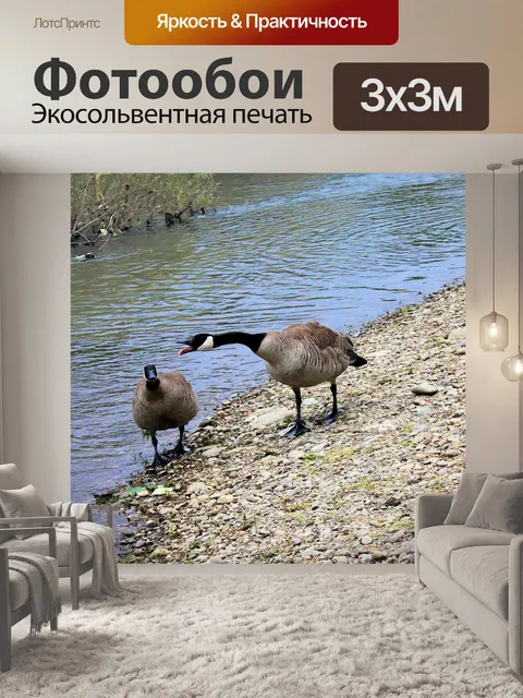 Фотообои Гуси