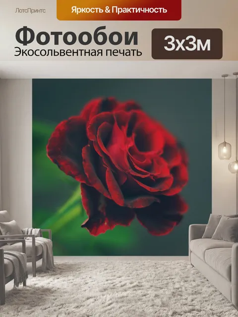 Фотообои Роза