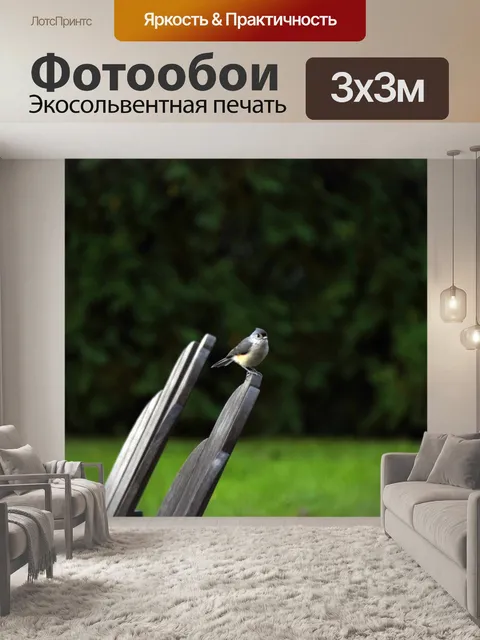 Фотообои птица фиби