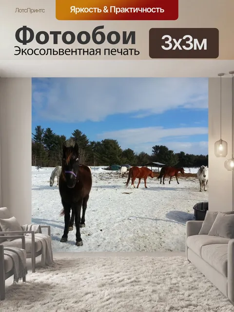 Фотообои Лошади