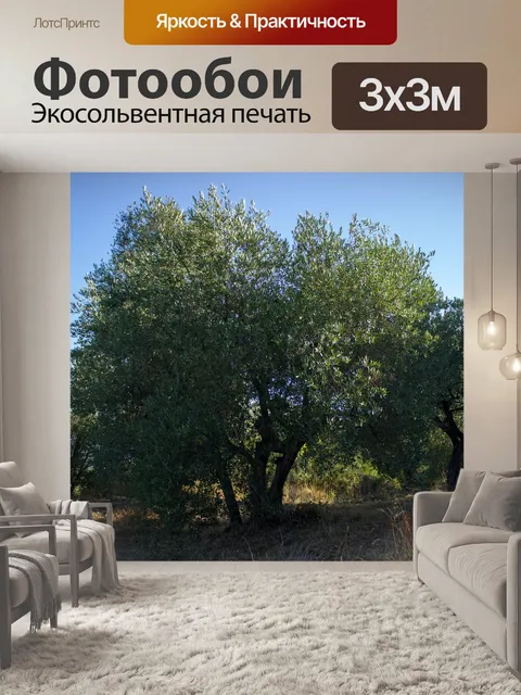 Фотообои Оливковое дерево
