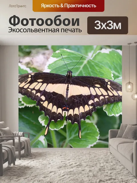 Фотообои Бабочка