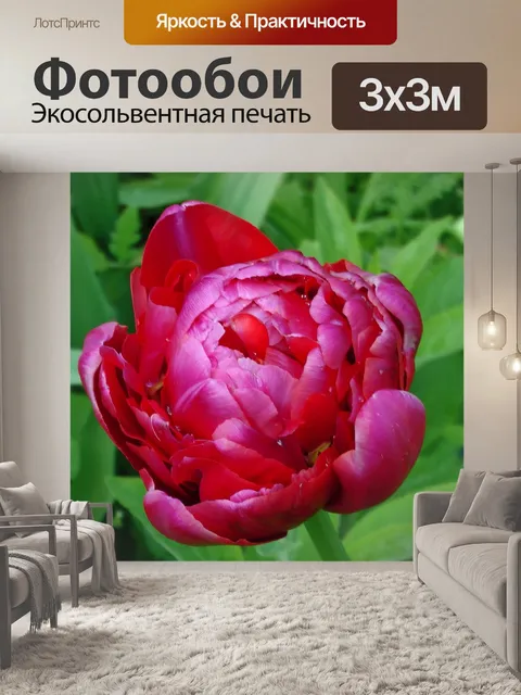 Фотообои Тюльпан цветок