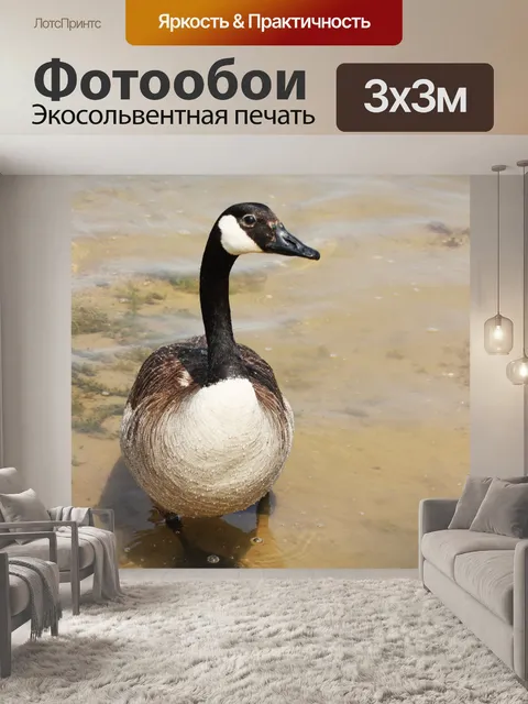 Фотообои Дружественный канадский гусь