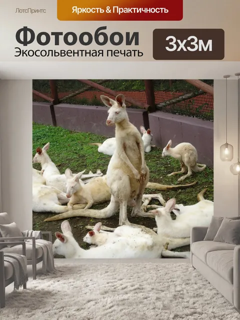 Фотообои Кенгуру