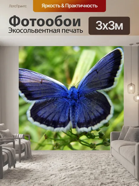 Фотообои Бабочка