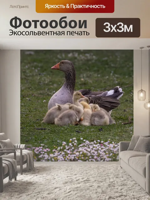Фотообои Птицы