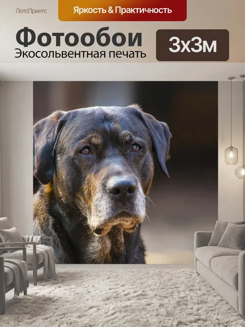 Фотообои Собака