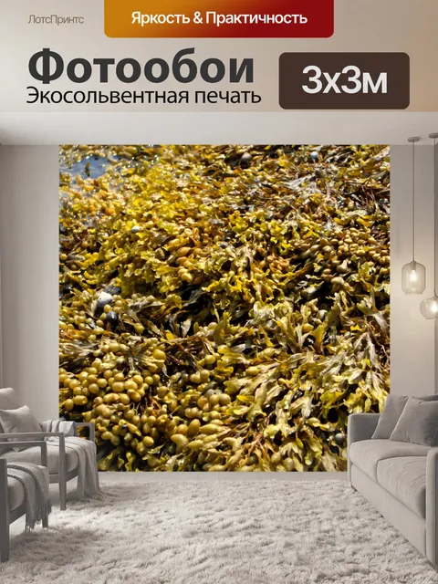 Фотообои Водоросли (1)