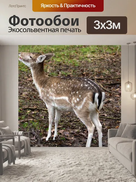 Фотообои Лань