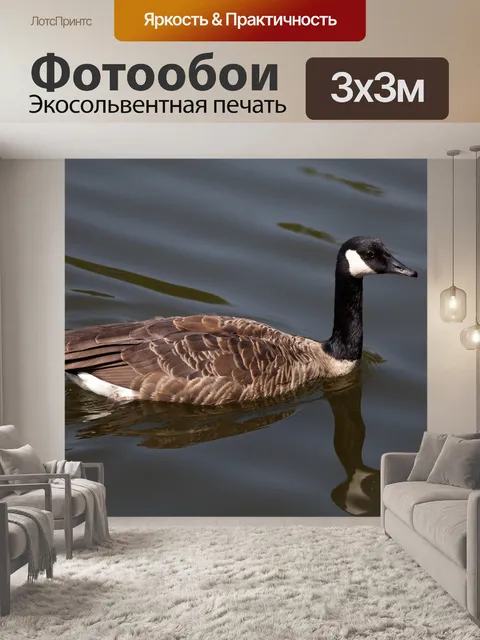 Фотообои Канадский гусь