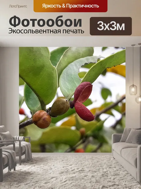 Фотообои Плоды