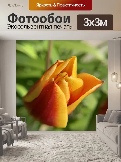 Фотообои Тюльпаны