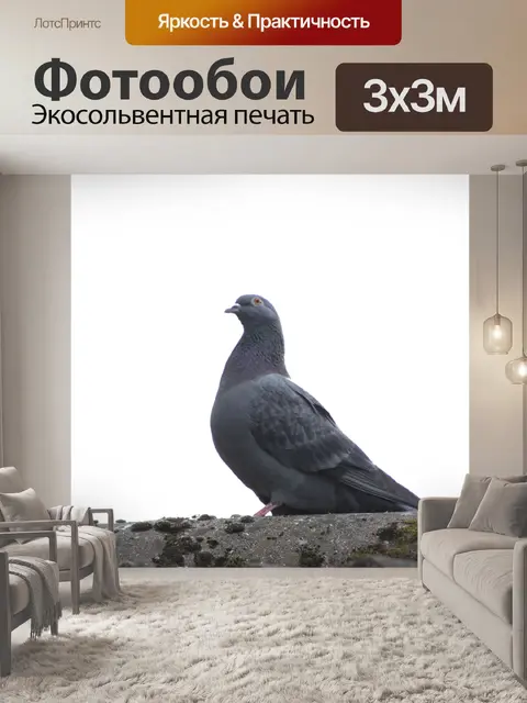 Фотообои Птица