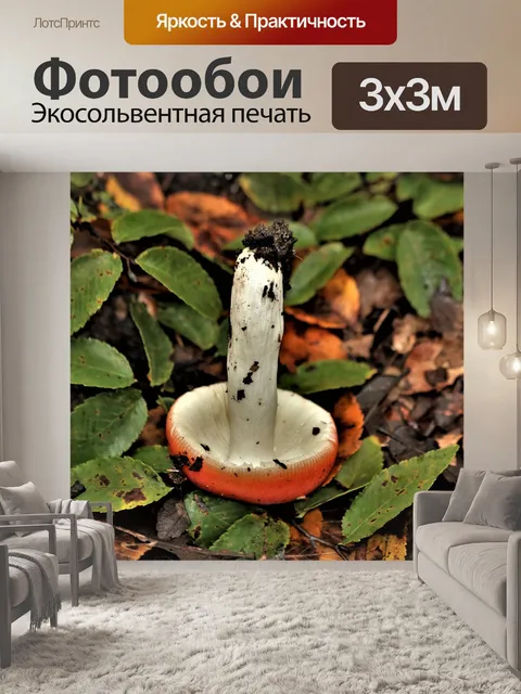 Фотообои Russula Emetica Гриб