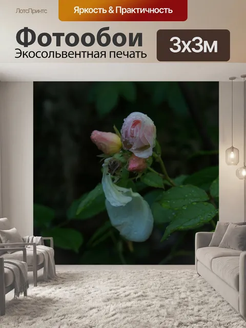 Фотообои Розы