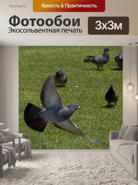 Фотообои Голубь