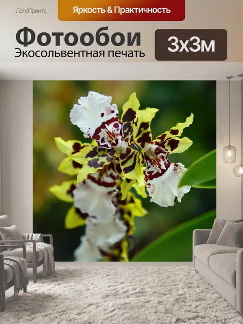 Фотообои Орхидеи
