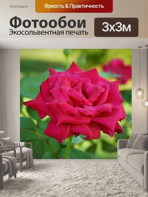 Фотообои Роза