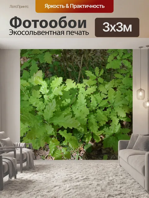 Фотообои Лес