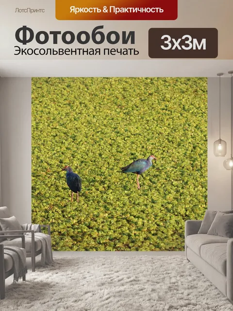 Фотообои Птица