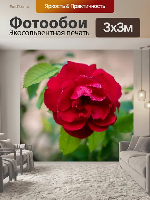 Фотообои Роза