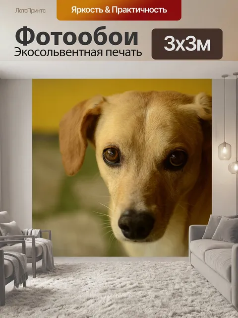 Фотообои Собака
