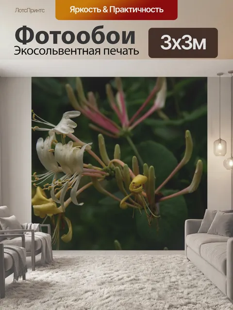 Фотообои Цветы жимолости