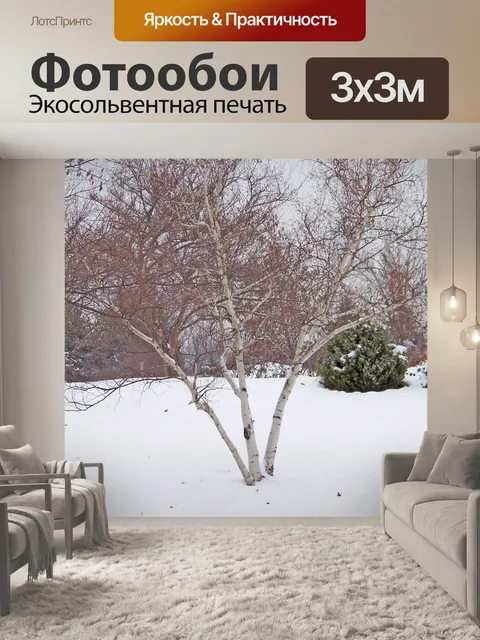 Фотообои Береза ​​Дерево