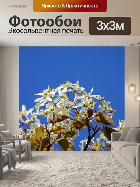 Фотообои Цвести