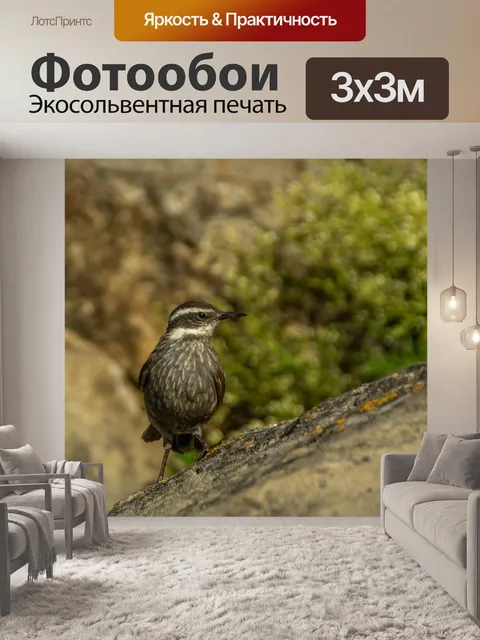 Фотообои Птица