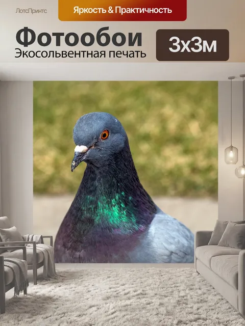 Фотообои Голубь