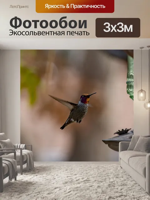 Фотообои Колибри Анны