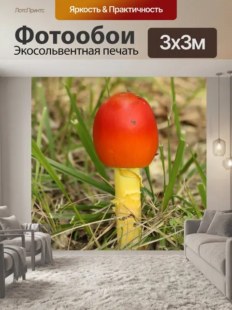 Фотообои Оранжевый гриб в траве
